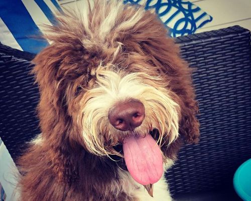 Holly Monteleone's pet dog Louie